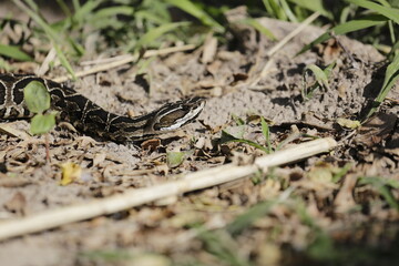 víbora yarara en digestión
