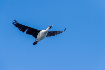 Obraz premium Close-up of a flying Antarctic Shag -Leucocarbo bransfieldensis- near Mikkelsen Harbour, Trinity Island, on the Antarctic Peninsula
