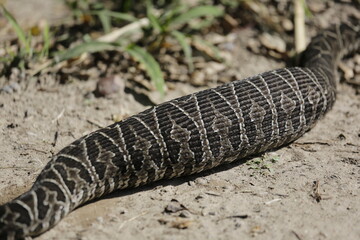 víbora yarara en digestión