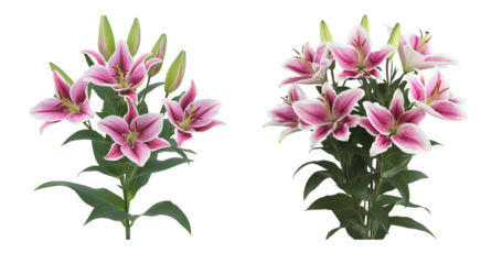 Stargazer lily blooms with buds and foliage isolated on white or transparent background Cutout PNG