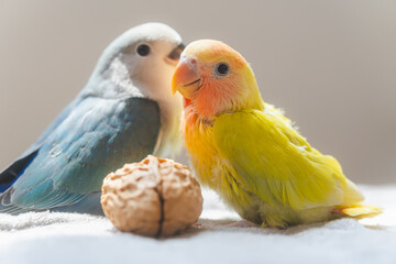 Two cute baby lovebirds sit on the sofa in the house. They are colorful pets, small, low sound, intelligent and have a strong love with their partner, so they are considered a symbol of faithful love.