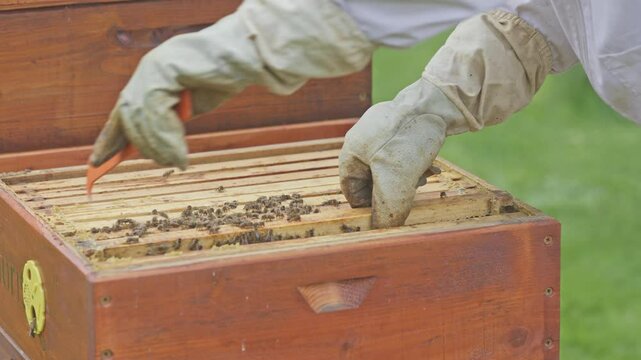 Beekeeper lifting honeycomb frame from beehive