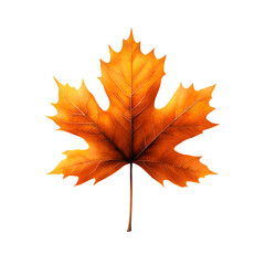 A striking close up shot of a single vividly colored autumn maple leaf against a pristine white backdrop