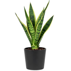 Snake Plant (Sansevieria trifasciata) in Black Pot Isolated
