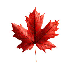 Fototapeta premium Close up shot of a vibrant red maple leaf against a clean white background showcasing the detailed texture and iconic shape of this autumnal symbol