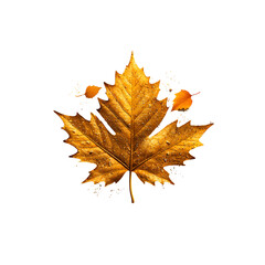 Fototapeta premium Close up of a beautifully colored and textured autumn maple leaf with warm orange and yellow hues set against a simple clean white background