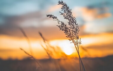 Fototapeta premium Golden Hour Sunset Grass Silhouette Nature Photography