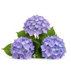 Fototapeta premium Three purple hydrangea flowers in full bloom with green leaves on a white background studio shot