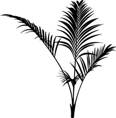 Alexandra palm silhouette