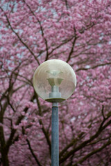 Round street lantern in front of a blooming cherry blossom tree. A peaceful spring evening scene with a mix of urban and natural elements.