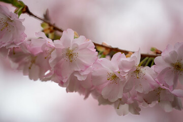 A curved cherry blossom branch covered in soft pink flowers. The gentle light and out-of-focus background highlight the fragile beauty of spring in full bloom.