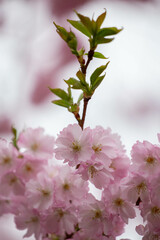 A tender cherry blossom branch with fresh green leaves and soft pink flowers. A beautiful contrast between the new growth and the delicate blooms, captured against a dreamy, blurred background.
