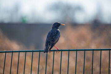 A vibrant European starling with iridescent feathers sits gracefully on a green metal fence....