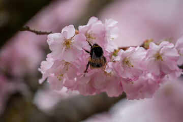 A detailed close-up image captures a bee, busy collecting nectar and pollen from a cluster of...