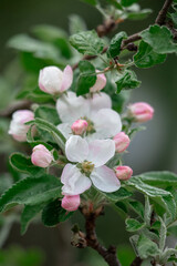 Close-up of an apple tree branch in full bloom. Delicate white and pink blossoms stand out against a natural green background, capturing the essence of spring.