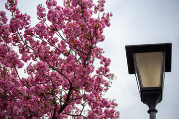 Vibrant pink cherry blossoms are seen in full bloom on a tree branch next to a black street lamp. The image contrasts the delicate beauty of the abundant pink flowers with the man-made lamppost