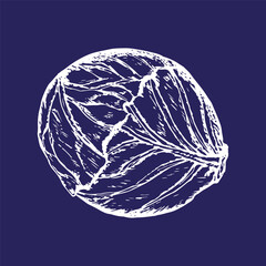 Cabbage sketch outline illustration. Red cabbage simple doodle drawing in engraving style. Hand drawn vector line art clipart isolated