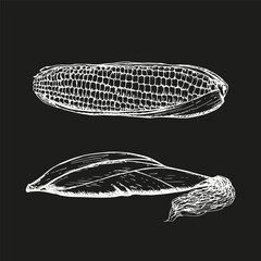Corn sketch outline illustration set. Simple doodle drawing in engraving style. Hand drawn vector line art clipart isolated