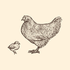 Hen chicken chick sketch outline illustration. Farm chicken doodle drawing in engraving style. Hand drawn vector line art clipart isolated