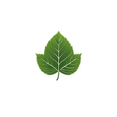 Fototapeta premium Vibrant lush green leaf with intricate veining patterns against a clean minimalist white background showcasing the beauty and natural design of botanical foliage