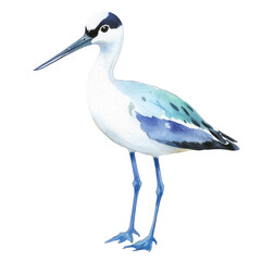 Obraz premium Elegant Avocet Bird in Isolated Watercolor Style with Soft Blue and White Hues on Transparent background