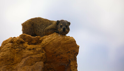 The rock hyrax sits on a rock against a gray sky. Procavia capensis is commonly found in dry land areas such as deserts, savannas, and bush forests.