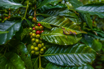 Organic Colombian coffee with farmers picking on the farm. harvesting robusta and arabica coffee berries by farmers hands, worker harvests arabica coffee berries on its branch, harvest concept.