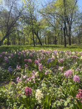 Flowers, spring, park, Kropyvnytskyi&mdash;blossoming nature awakens in vivid hues, filling the air with delicate fragrances as sunshine filters through fresh leaves, creating a serene, joyful atmosphere of