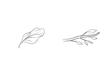 Black And White Outline Drawing Of Leaf And Branch For Botanical Illustration