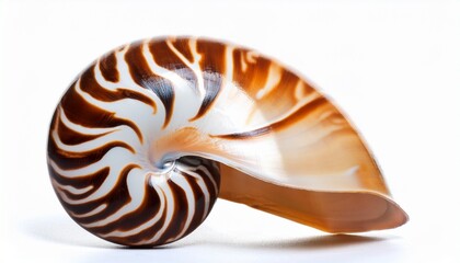 nautilus shell isolated on white