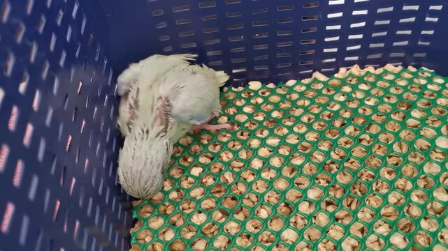 newborn baby forpus parrot bird walk around in the breeding bird case