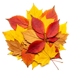 Fototapeta premium Vibrant Autumn Leaves in a Colorful Pile isolated on white background.