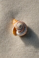 A seashell rests on the white sand beach