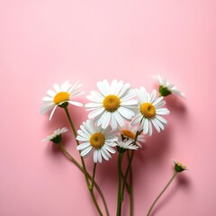 Obraz premium Happy Parents Day Floral Flat Lay – Chamomile Daisies on Soft Pink Background