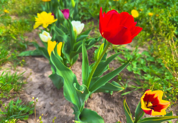 Blooming Tulips in Garden – Spring Flowers, Nature Beauty and Colorful Floral Landscape
