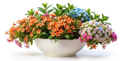 Abelia, Forget-Me-Nots, Porcelain Planter, Orange Pink Flowers