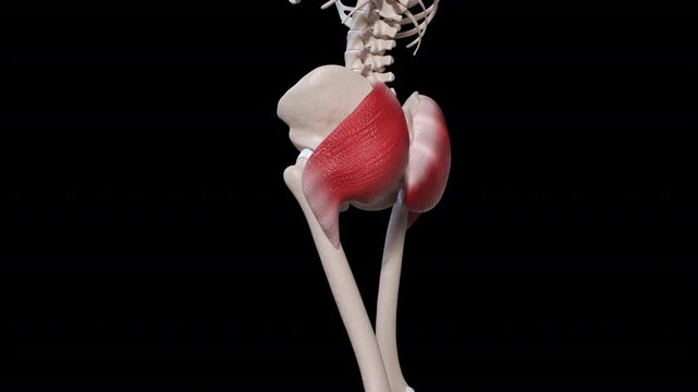 Gluteus Maximus Muscle Movement