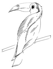 Toucan
