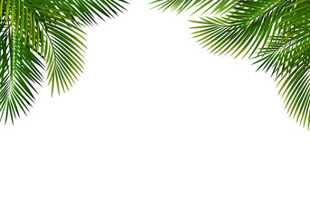 Fototapeta premium eLeavesBorderWithGreenPalmTreeLeaves_10_M_250420
