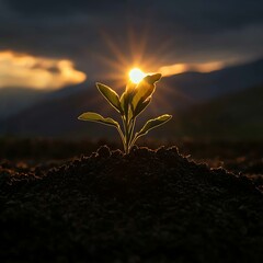 Sprout Sunrise Hills