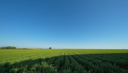 Lush Green Field Under Clear Blue Sky on a Sunny Day