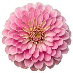 Fototapeta premium Isolated against white, a beautiful pink dahlia flower showcases its delicate petals in a closeup view, highlighting its floral nature