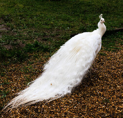 Une femelle paon dans sa robe de mari&eacute;e immacul&eacute;e