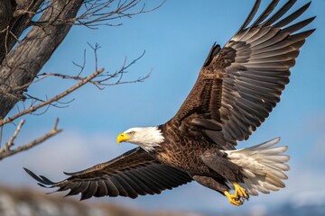 Obraz premium Bald Eagle Catching Fish Mid-Flight Over River – Wildlife Photography