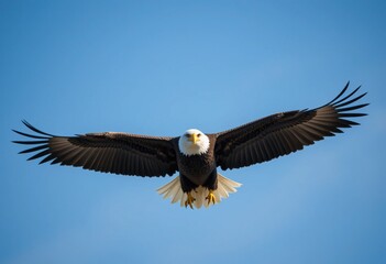 Fototapeta premium Majestic Bald Eagle Soaring in Clear Blue Sky – Wildlife Photography