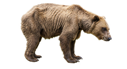 Isolated Brown Bear