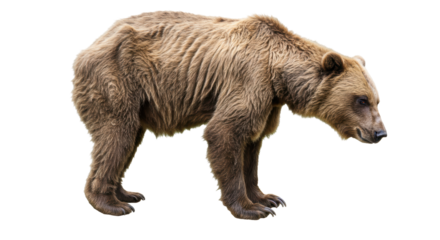 Isolated Brown Bear