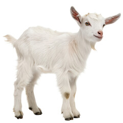 Obraz premium A young, isolated farm goat kid with white fur stands against a plain backdrop