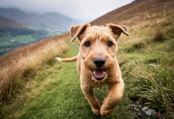 Lakeland terrier running in the the countryside, adorable doggy playing outdoors on meadown