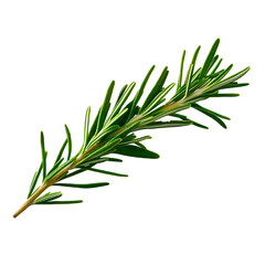 Fototapeta premium Rosemary twig isolated on a transparent background background. Fresh rosemary leaf branch. Herbal spices, hair care, healthy food, cooking design elements. cut out, PNG, top view / flat lay 